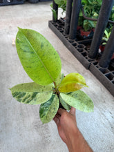 Load image into Gallery viewer, Ficus Shivereana 6&quot;