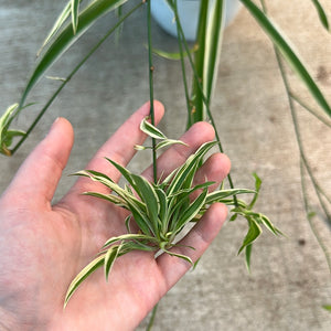 Chlorophytum sp. 8" - Spider Plant Variegated Basket