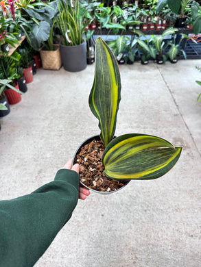 Sansevieria masoniana 'Variegata' 6