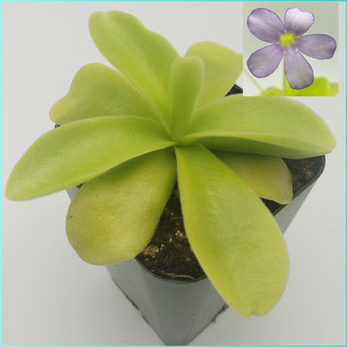 Pinguicula Gigantea 2