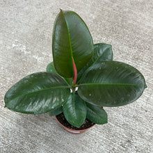 Load image into Gallery viewer, Ficus sp. Sofia 4&quot;