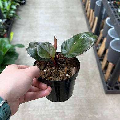 Philodendron 'Red Heart' 4