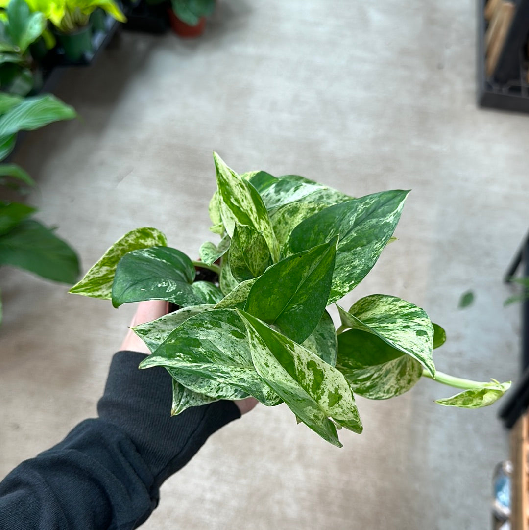 Epipremnum aureum 'Marble Queen' 4