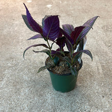 Load image into Gallery viewer, Persian Shield 4&quot; - Royal Purple Plant