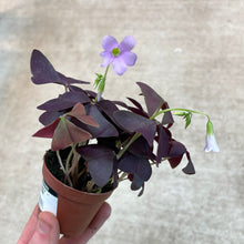 Load image into Gallery viewer, Oxalis triangularis 2&quot; - Purple Shamrock