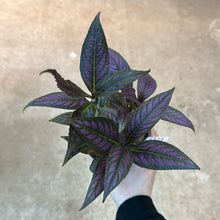 Load image into Gallery viewer, Persian Shield 4&quot; - Royal Purple Plant