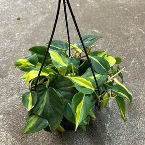 Philodendron Brasil 8" Bsk