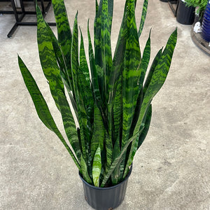 Sansevieria Black Coral 10" - Black Coral Snake Plant