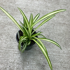 Chlorophytum comosum, Variegated Spider Plant