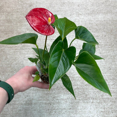 Anthurium Asst 2