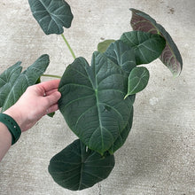 Load image into Gallery viewer, Alocasia &#39;Maharani&#39; 6&quot;