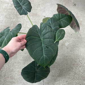 Alocasia 'Maharani' 6"