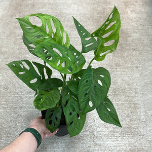 Monstera adansonii 6" - Swiss Cheese Plant