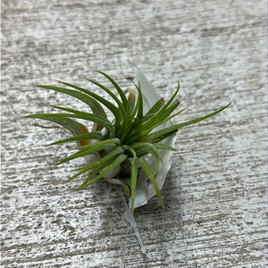 Ionantha Rubra 1-2"