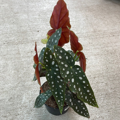 Begonia maculata 6