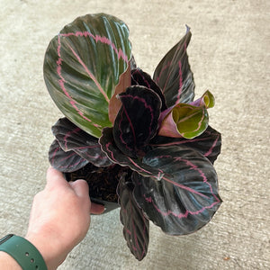 Calathea 'Dottie' 6"