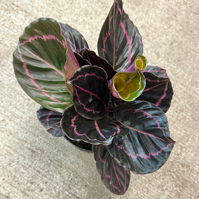 Calathea 'Dottie' 6