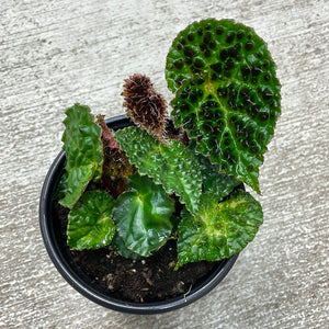 Begonia Ferox 4" Plant 'A'