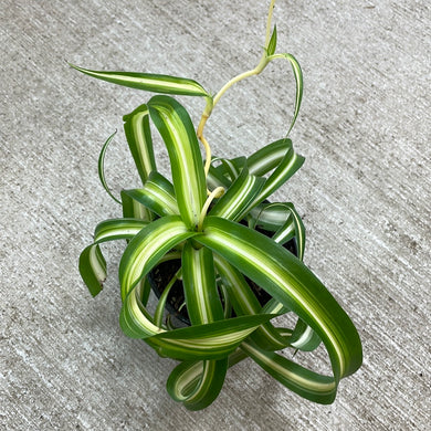 Chlorophytum c. 'Bonnie' 4