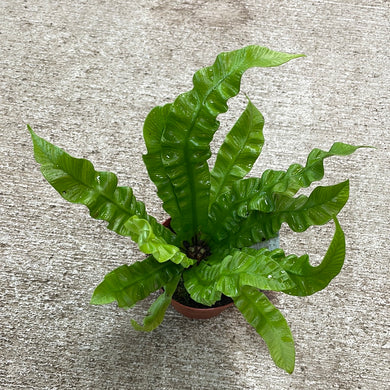 Asplenium 'Crispy Wave' 4