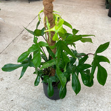 Load image into Gallery viewer, Philodendron Squamiferum x Pedatum Totem