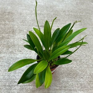 Masdevallia Pinocchio