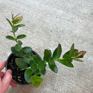 Hoya cumingiana 4"