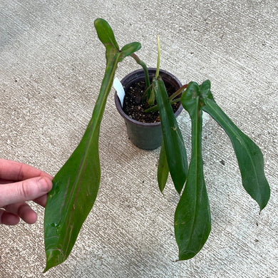 Philodendron joepii 4