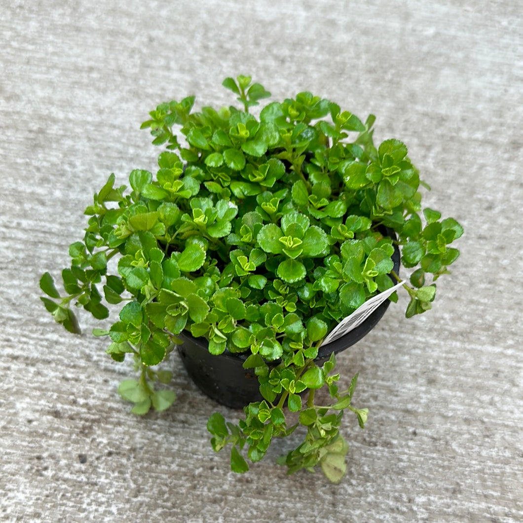 Pilea depressa 4