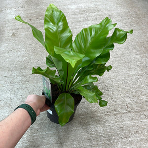 Asplenium sp. 6" - Bird's Nest Fern