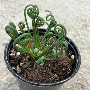 Albuca Frizzle Sizzle 4in