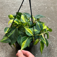 Load image into Gallery viewer, Philodendron Brasil 8&quot; Bsk