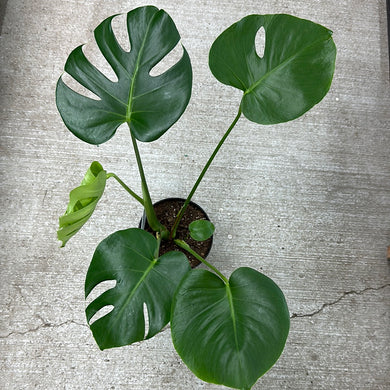 Monstera Deliciosa 6