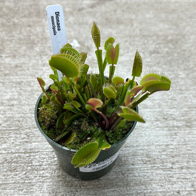 Dionaea muscipula 4