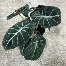 Load image into Gallery viewer, Alocasia &#39;Black Velvet&#39; 6&quot;