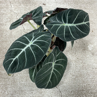 Alocasia 'Black Velvet' 6