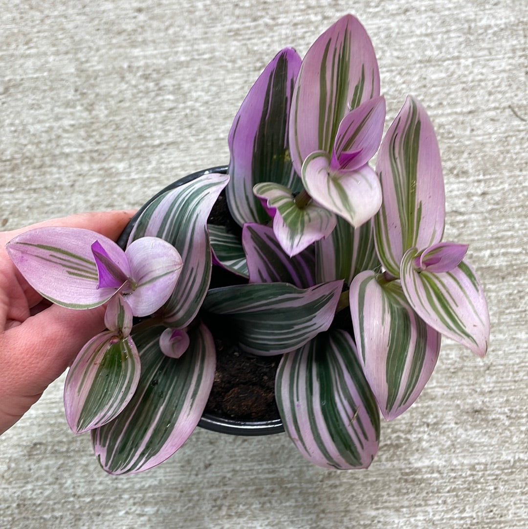 Tradescantia Nanouk 4