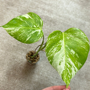 Monstera Albo Cup G