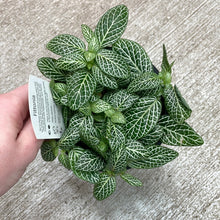 Load image into Gallery viewer, Fittonia albivenis 4&quot; - White Nerve Plant