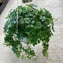 Load image into Gallery viewer, Parthenocissus striata 8&quot; HB - Sugarvine