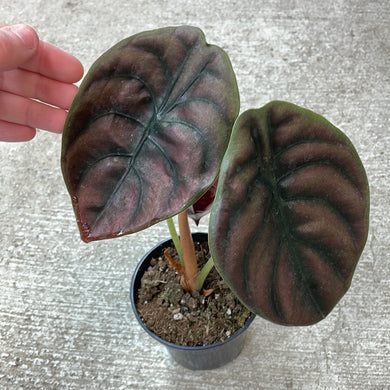 Alocasia Cuprea Red Secret 4