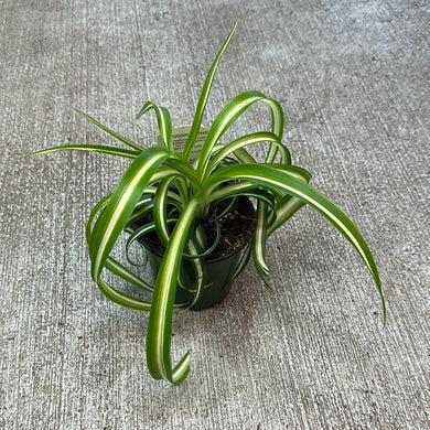 Chlorophytum comosum 4