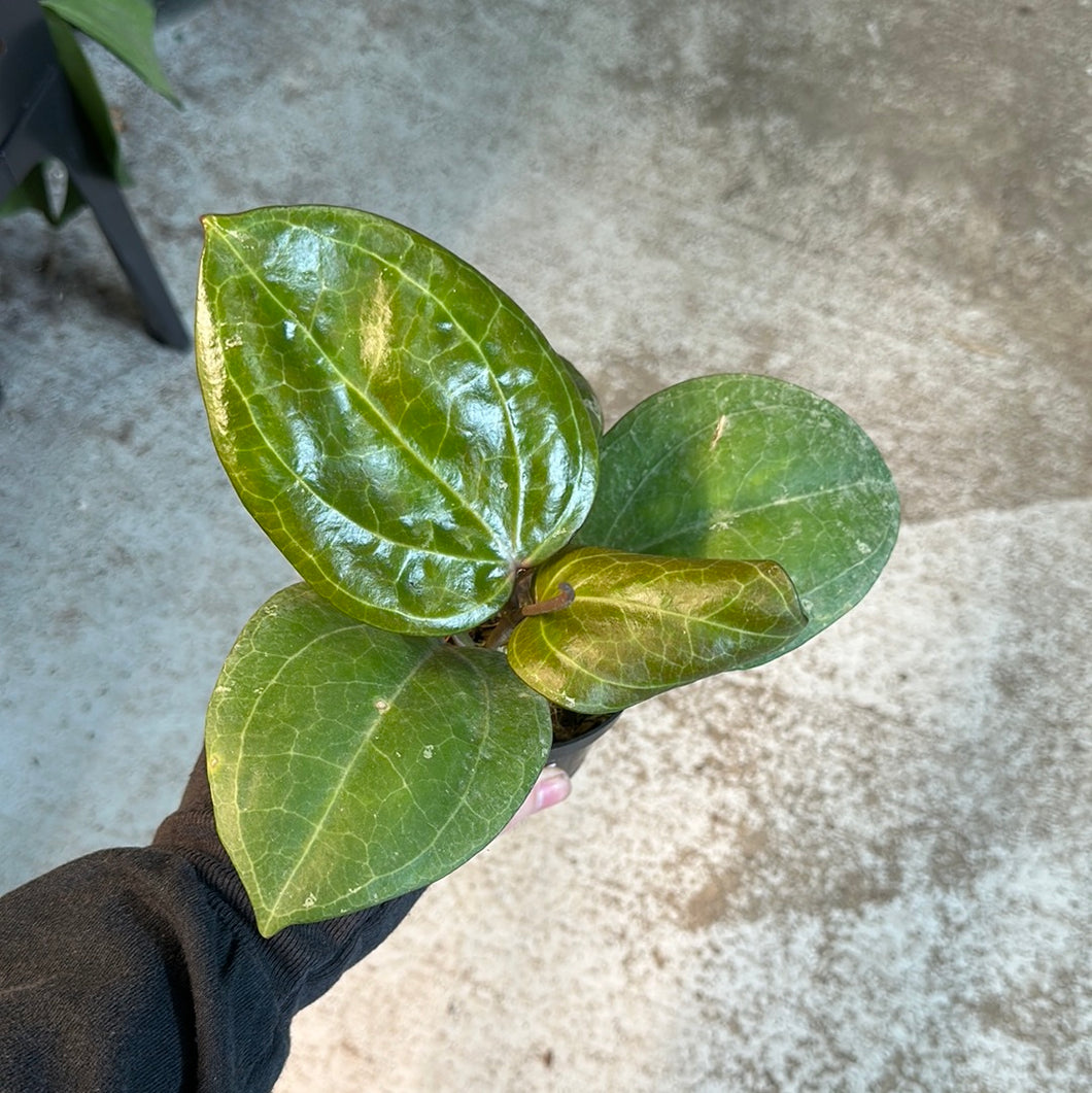 Hoya latifolia (sarawak) 3