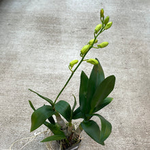 Load image into Gallery viewer, Dendrobium &#39;Waianae Valley x Kurashige&#39;