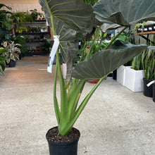 Load image into Gallery viewer, Alocasia &#39;Regal Shield&#39; 8&quot;