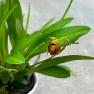 Masdevallia Pinocchio