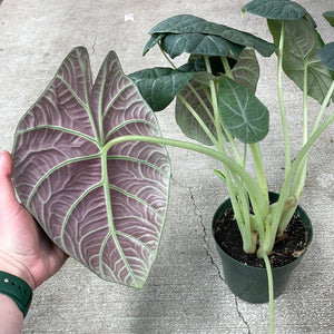 Alocasia 'Maharani' 6"