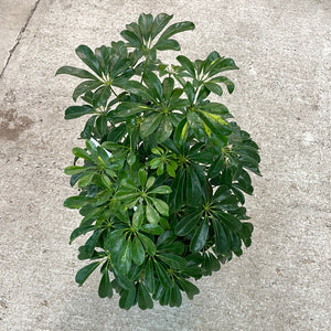 Schefflera Hawaiian #3 - Umbrella Tree