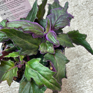 Gynura aurantiaca 4" - Purple Passion Plant