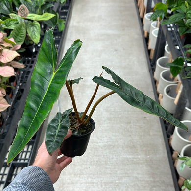 Philodendron billietiae 4